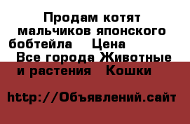 Продам котят мальчиков японского бобтейла. › Цена ­ 30 000 - Все города Животные и растения » Кошки   